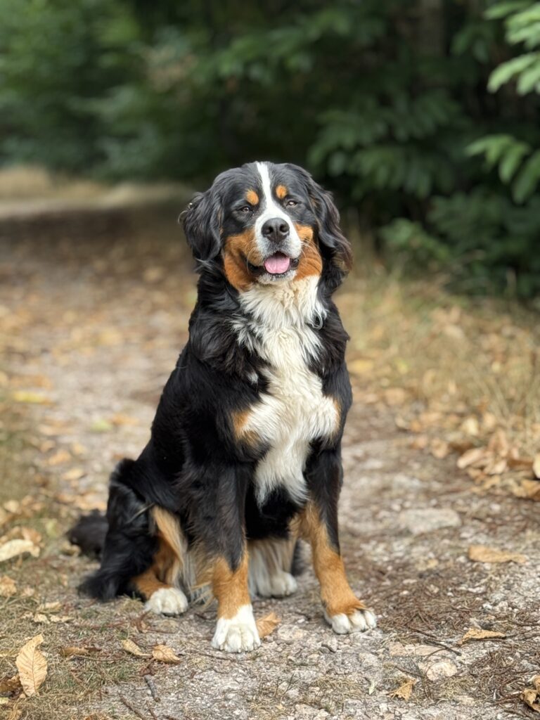 Hond Raya - BernerSennen