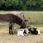 Beestachtig samen