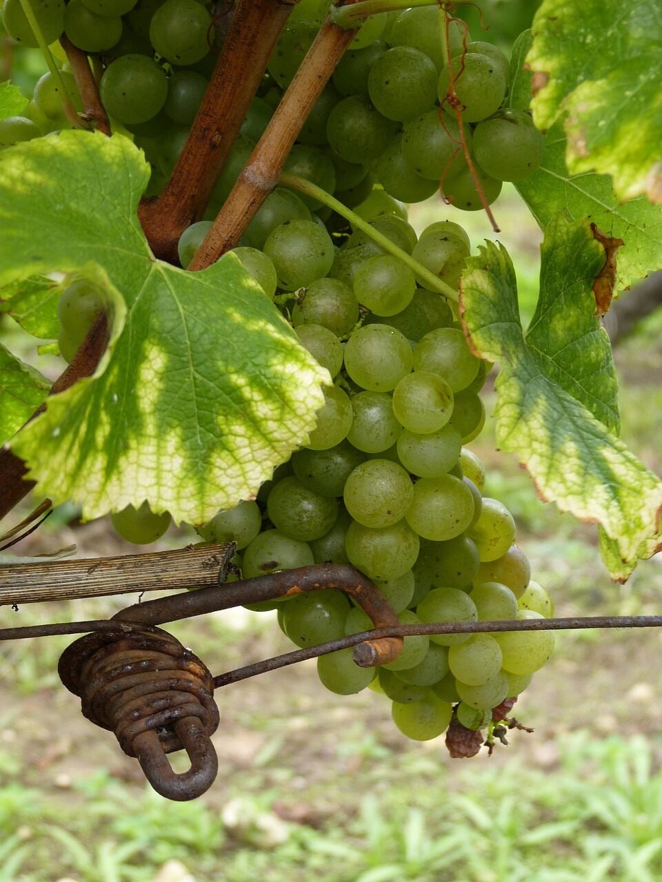 Dordogne Wijngaard - Vineyard