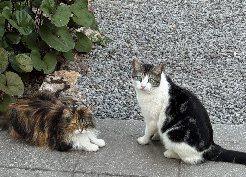 Katten