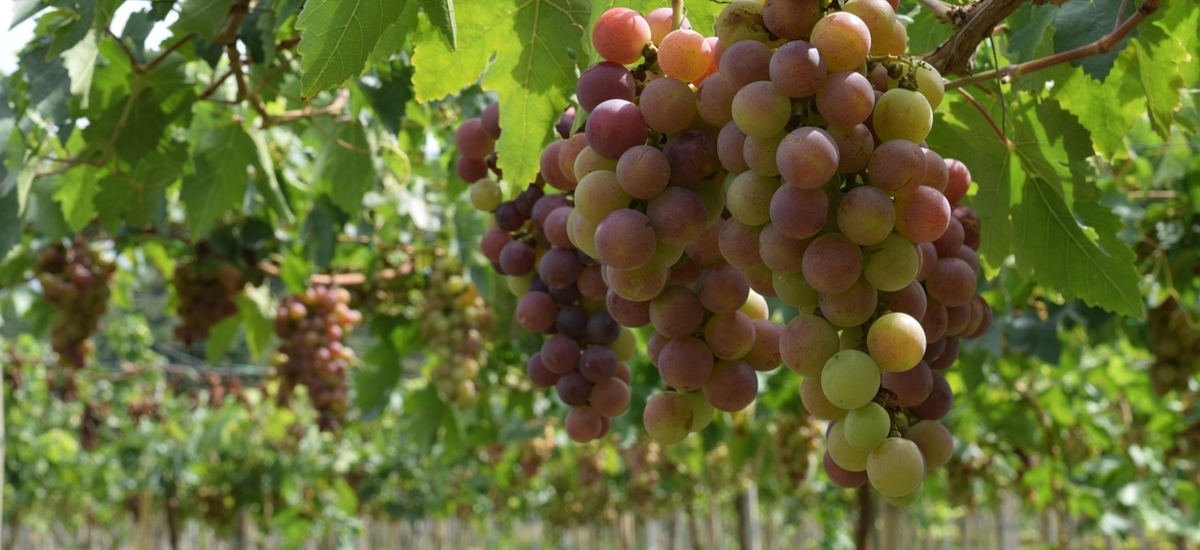 Le Vignaud - vignes